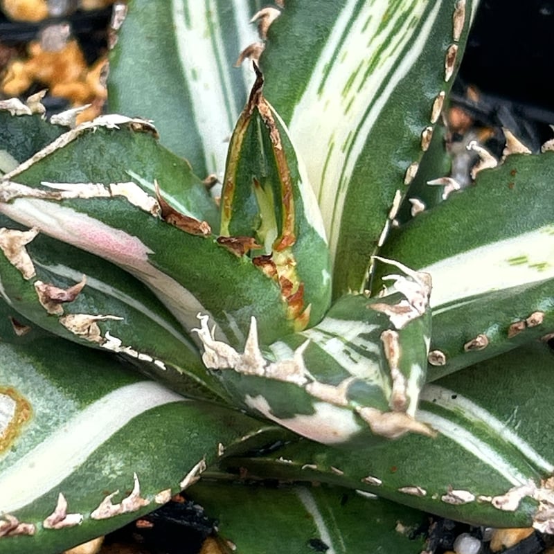 アガベ チタノタ 狼人錦 中斑錦 Agave titanota were wolf White