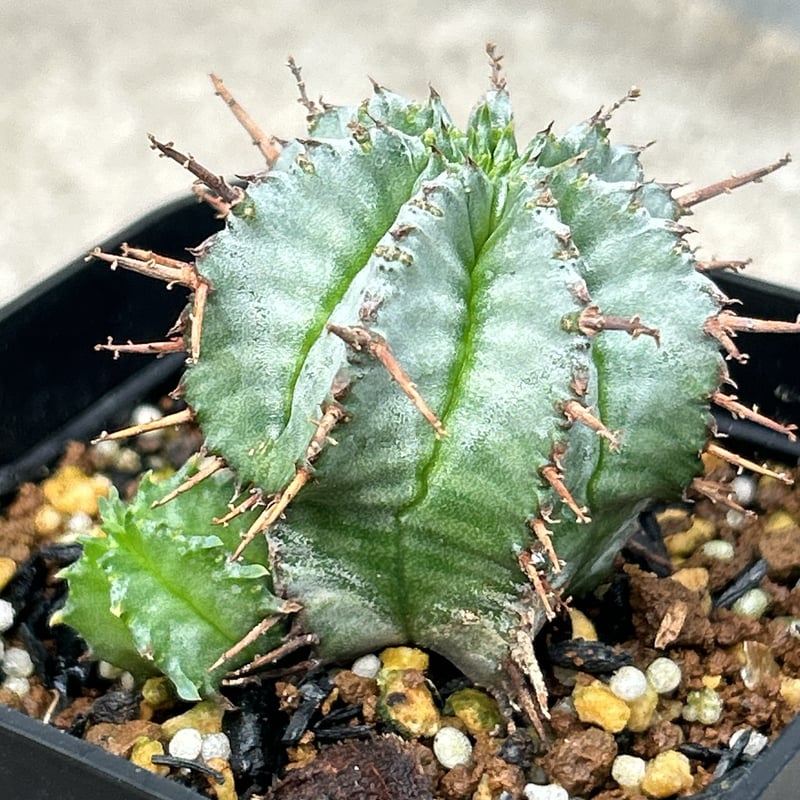 BMP産）ユーフォルビアホリダ 雌株 鉢付き発送 | blackmonster plants