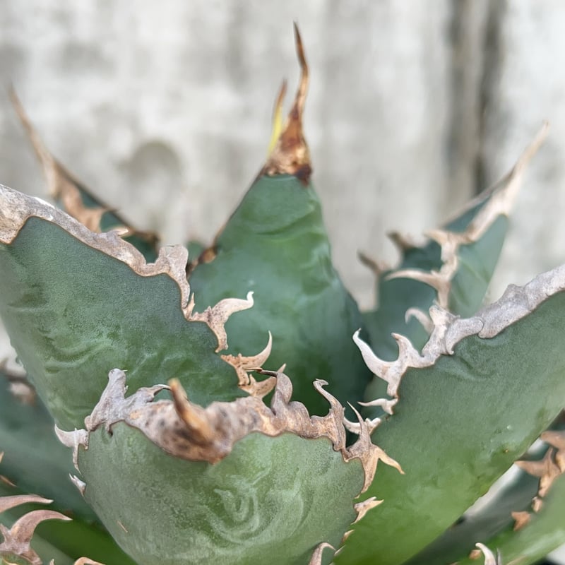 アガベ チタノタ 海王 鉢付き発送 | blackmonster plants