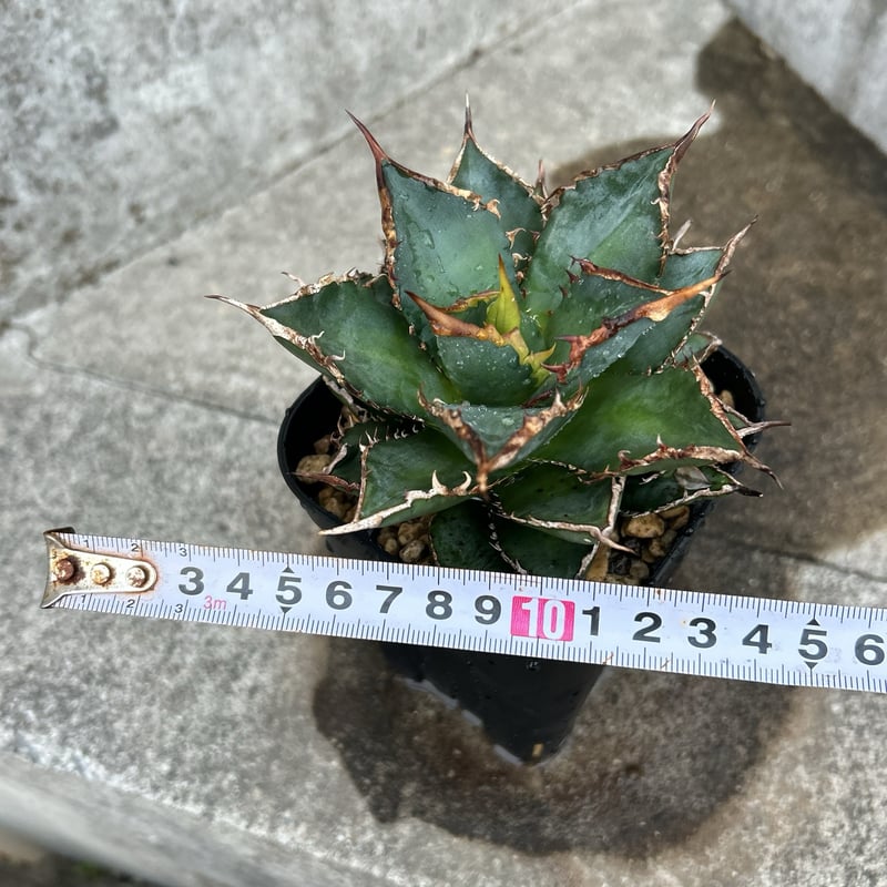 アガベ チタノタ 海王 鉢付き発送 | blackmonster plants