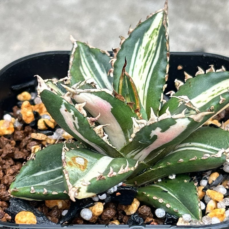 アガベ チタノタ 狼人錦 中斑錦 Agave titanota were wolf White