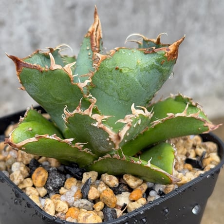 blackmonster plants