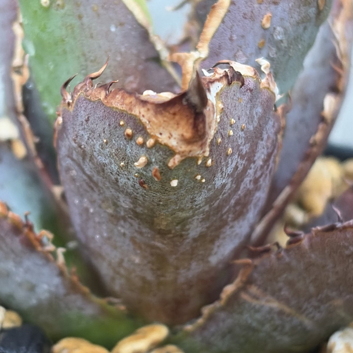 アガベ チタノタ 豆豆龍 Agave titanota totoro トトロ 鉢付き発送 |