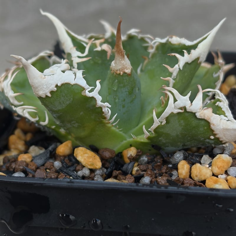 アガベチタノタ白豪棘 Agave titanota White Fierce Spines鉢付