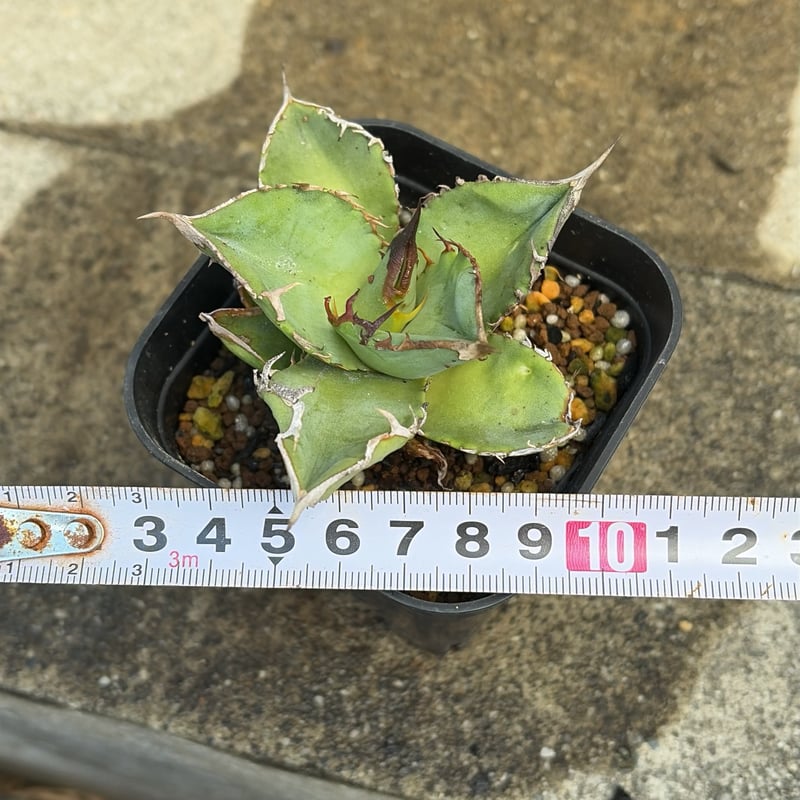 アガベ チタノタ 星空 Agave titanota starry sky 鉢付き発送 |