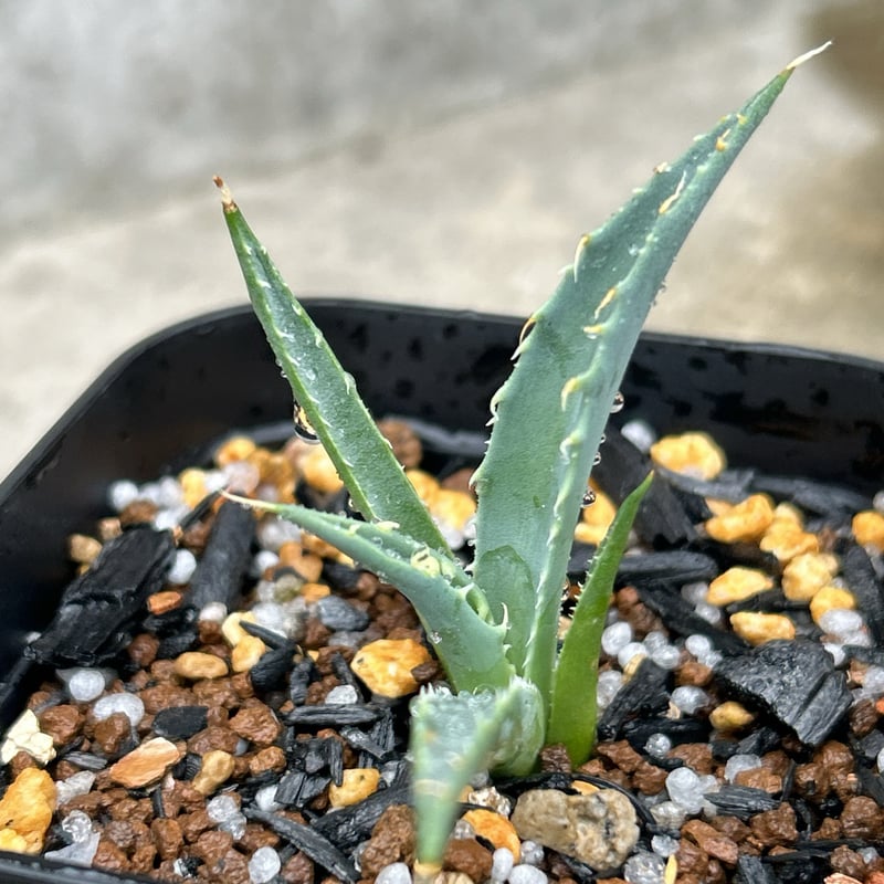 アガベ　ユタエンシス　エボリスピナ　子株販売 agave utahensis eborispina /アガベ ユタエンシス エボリスピナ