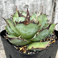 アガベチタノタ阿修羅 Agave titanota ashura 鉢付き発送