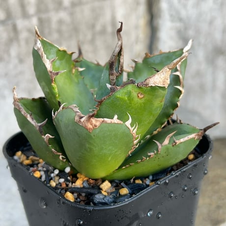 アガベ南アフリカダイヤモンド | STORES