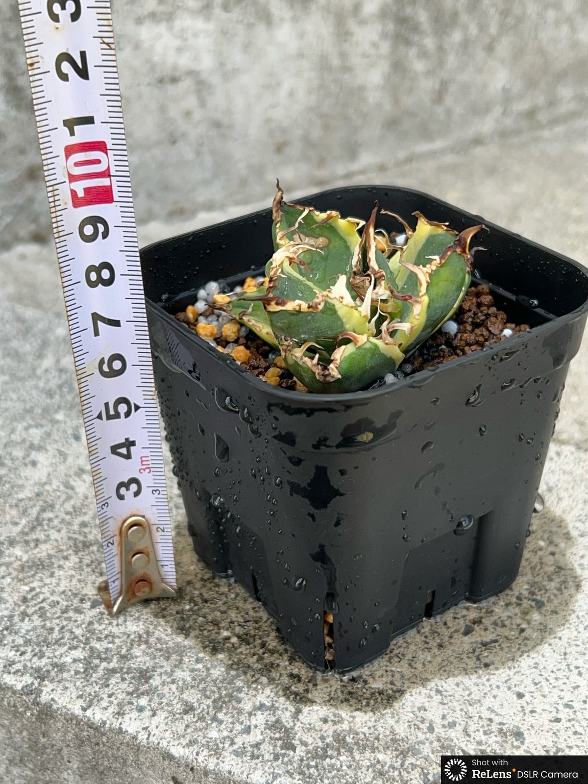 凱撒 SUPER シーザー　極極極上OC アガベ チタノタ凱撒錦 シーザー 覆輪斑 Agave titanota SUPER