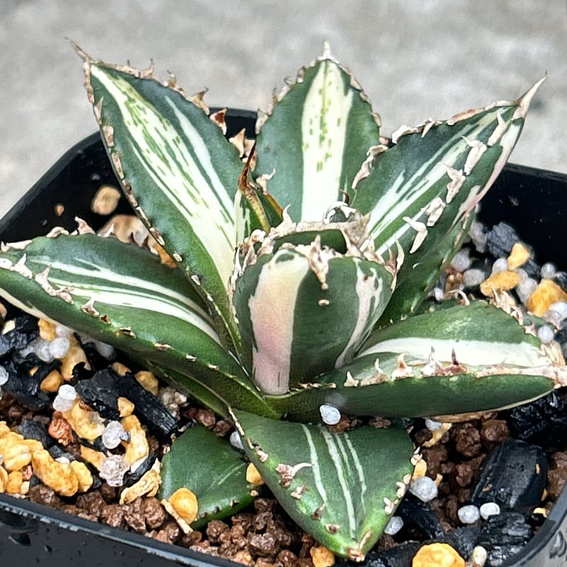 早い者勝ち！アガベ狼人錦　中縞斑極上株　超美形変わり斑入り アガベ チタノタ 狼人錦 中斑錦 Agave titanota were wolf White