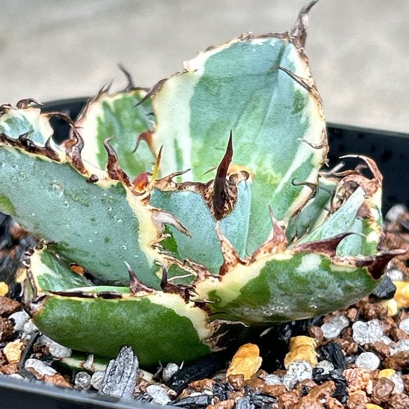 アガベ チタノタ ブラックアンドブルー 錦 白覆輪錦 Agave titanota Bla