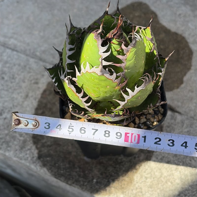アガベ　ホリダ　鉢付き アガベ ホリダ Agave horrida no.32229 | 芽の巣山