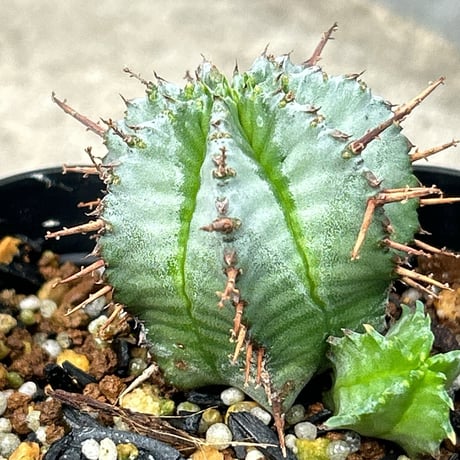 【週末セール】 ホリダ 特白　白衣 群生 ユーフォルビア　サボテン　アガベ ユーフォルビア 白衣ホリダ no.32120 | 芽の巣山