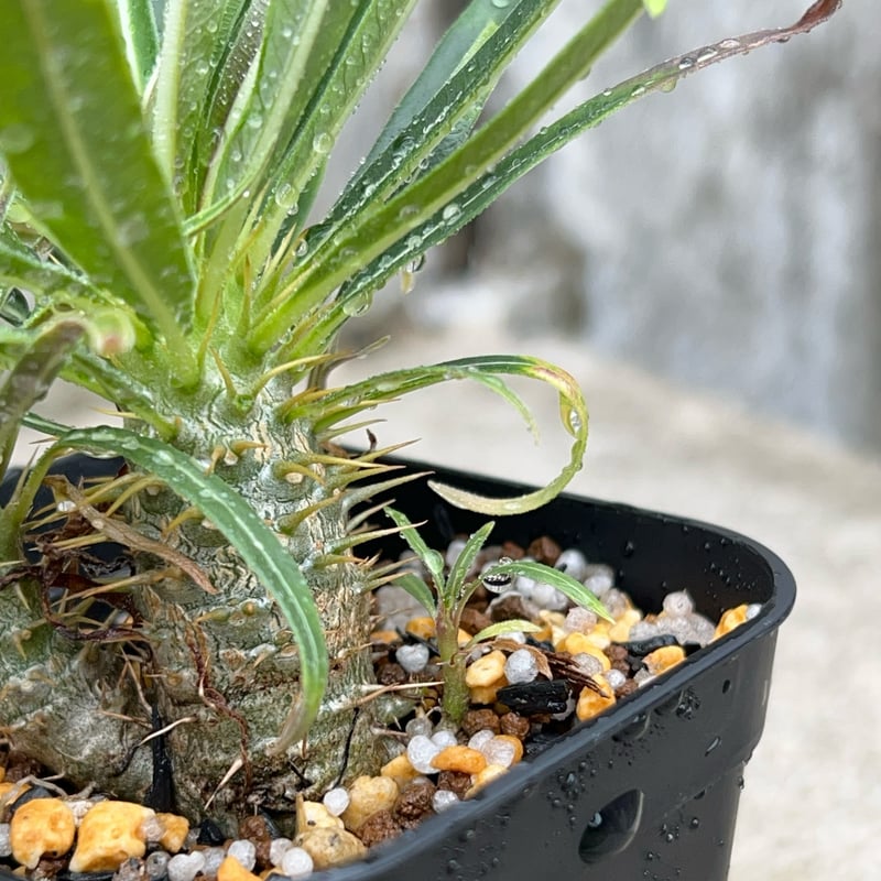 パキポディウム　グラキリス パキポディウム グラキリス ③ | 植物でワクワクを｜BOTANICAL BOX