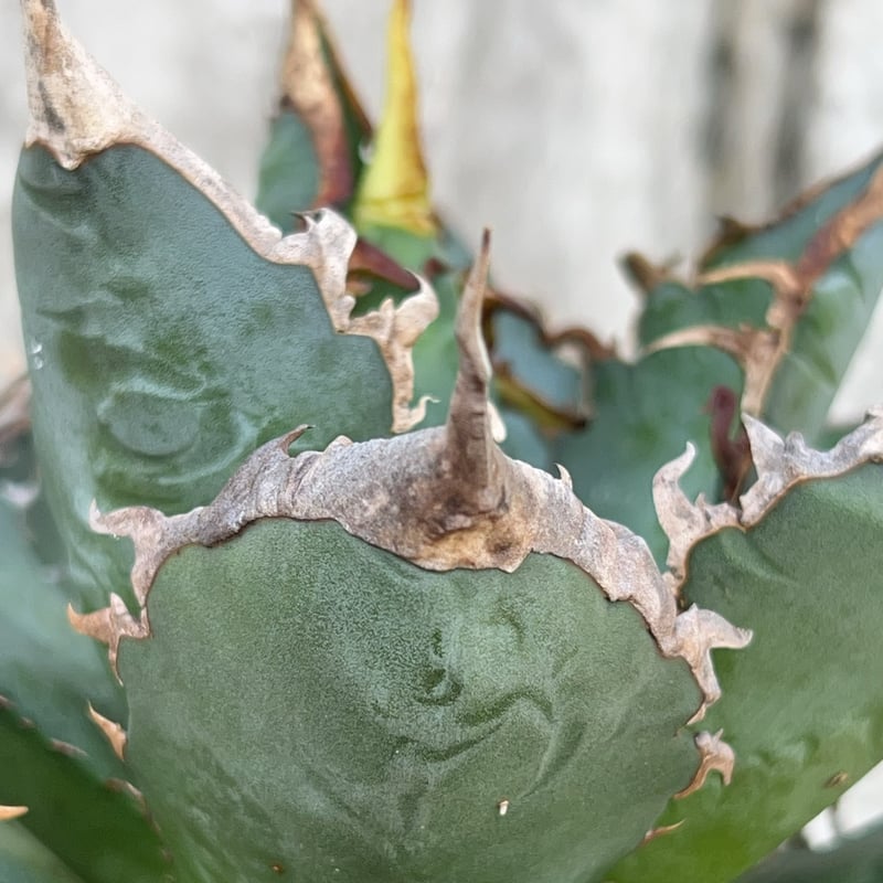 アガベ チタノタ 海王 鉢付き発送 | blackmonster plants