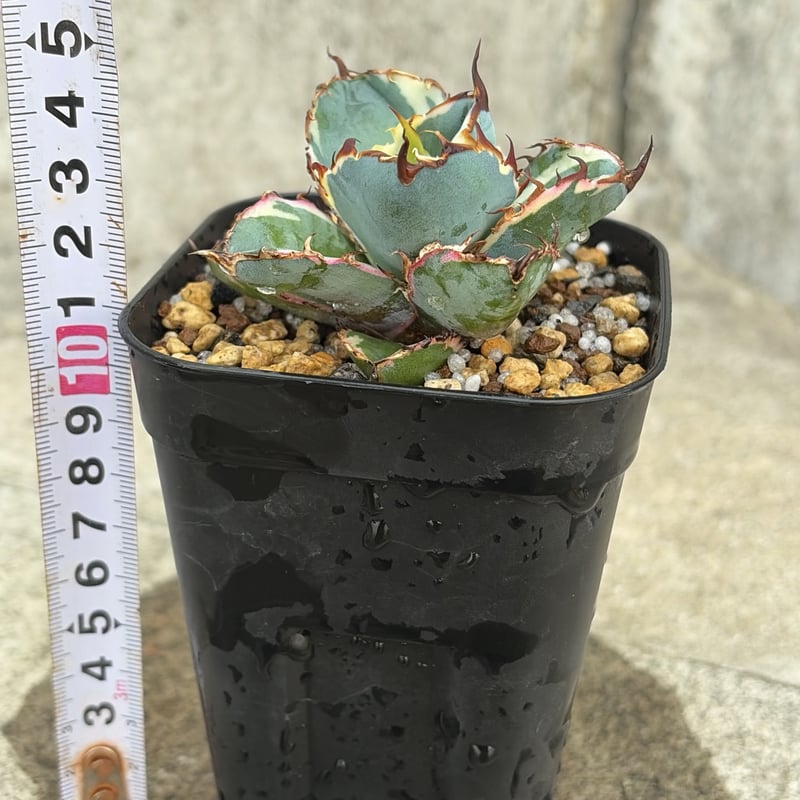 アガベ チタノタ ブラックアンドブルー 錦 白覆輪錦 Agave titanota Bla