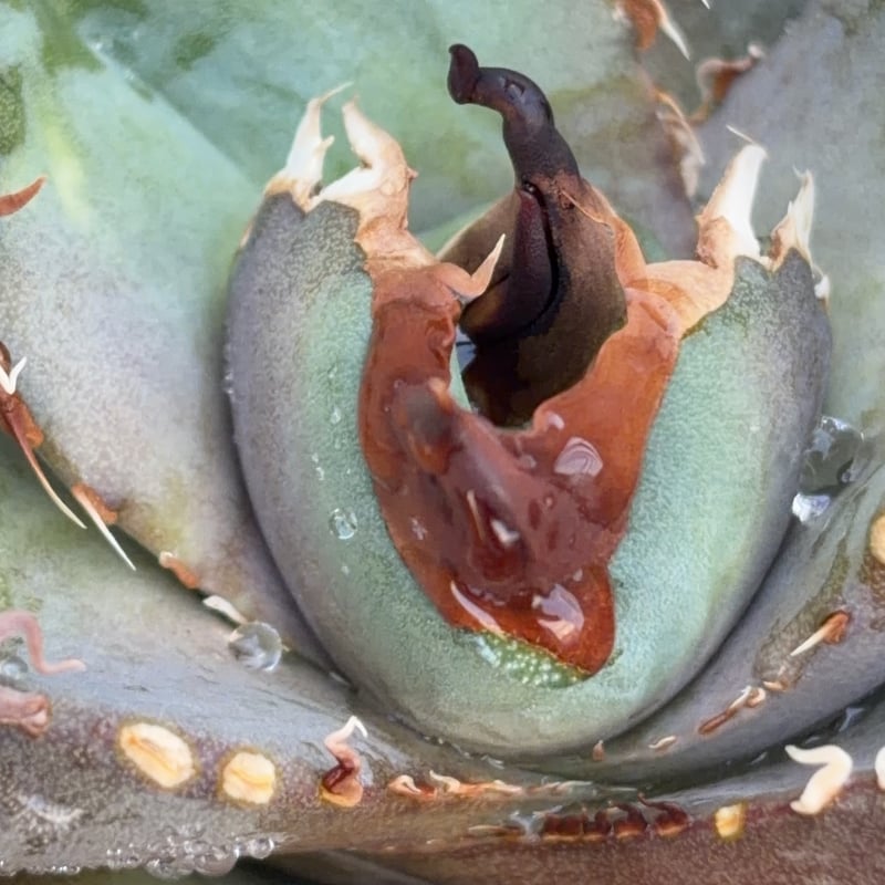 アガベチタノタオアハカ agave titanota oaxaca SUPER DWARF鉢付