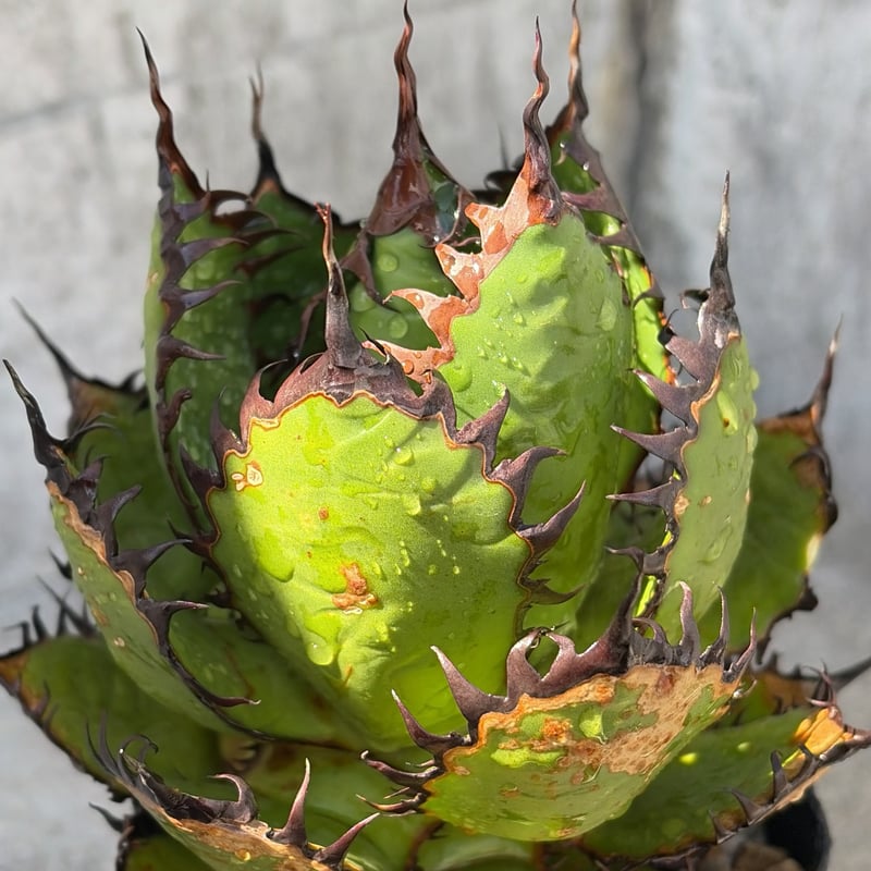 アガベ ホリダ Agave horrida 鉢付き発送 | blackmonster pla