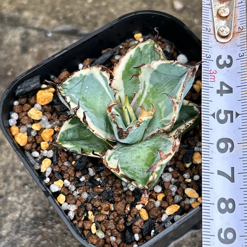 アガベ チタノタ ブラックアンドブルー 錦 白覆輪錦 Agave titanota Bla