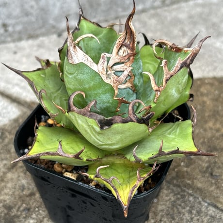 アガベ　オアハカ　チタノタ アガベ チタノタ オアハカ Agave titanota Oaxaca 14 | Mellow