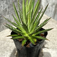 （BMP産)アガベフィリフェラ Agave filifera   鉢付き発送