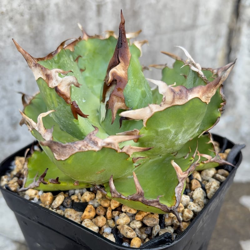 アガベチタノタ蟹 Agave titanota crab 鉢付き発送 | blackmon