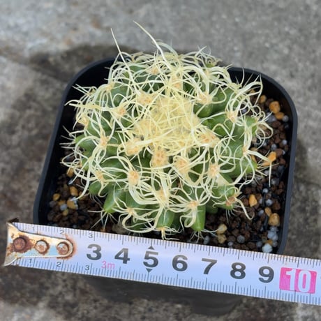 サボテン  電棘金鯱 キンシャチEchinocactus grusonii “Golden Barrel Cactus”鉢付き発送