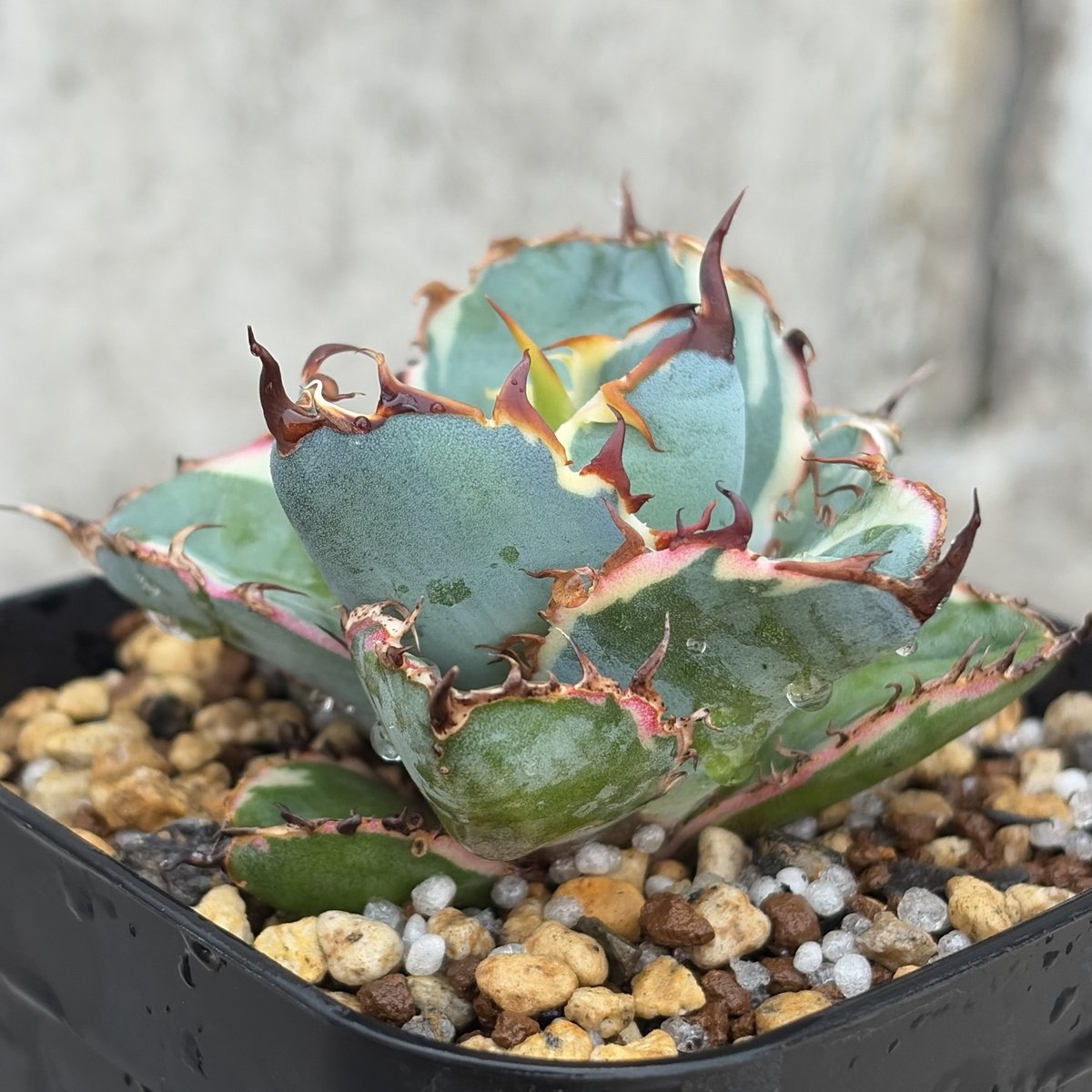 アガベ チタノタ ブラックアンドブルー 錦 白覆輪錦 Agave titanota Bla