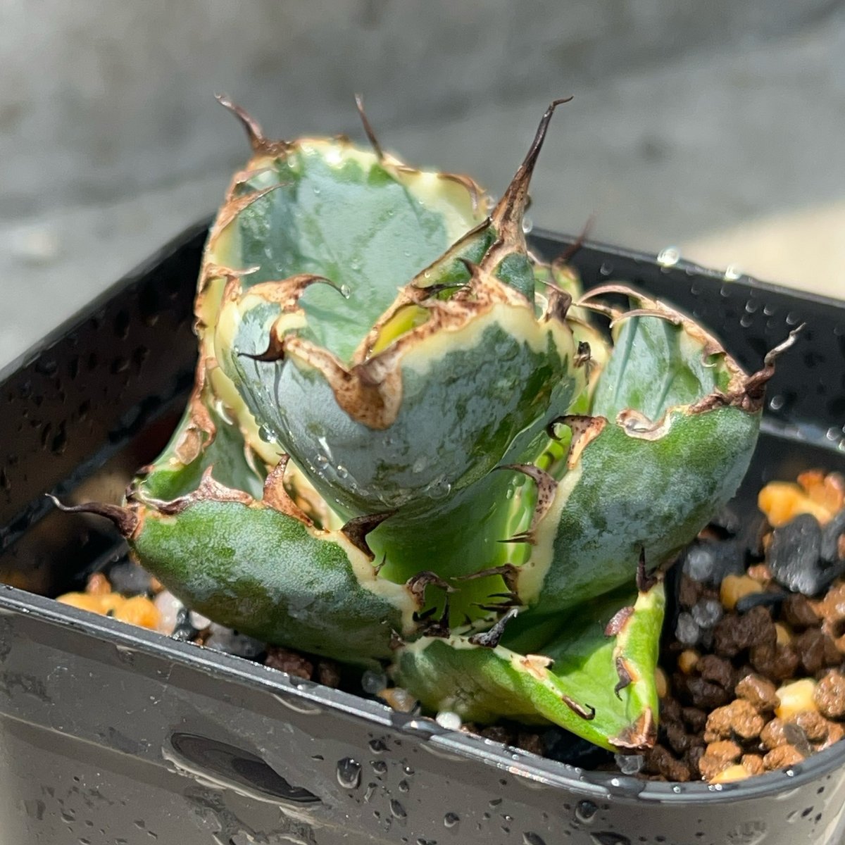 アガベ チタノタ ブラックアンドブルー 錦 白覆輪錦 Agave