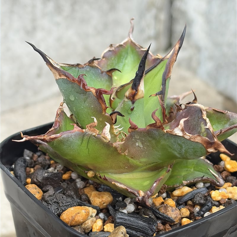 陽炎、美形】アガベチタノタハデス 黒帝斯 恐竜牙歯 鉢付き発送