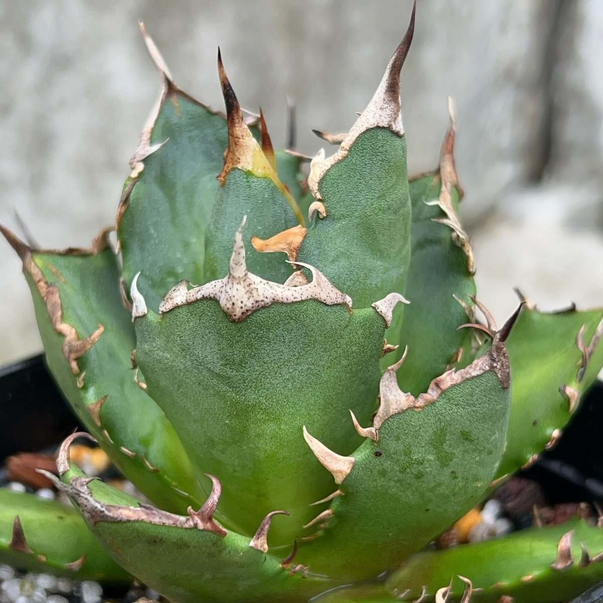アガベ　チタノタ　鬼爪　ghost claw アガベチタノタ鬼爪 Agave titanota 'Ghost Claw' 鉢付き発送 |
