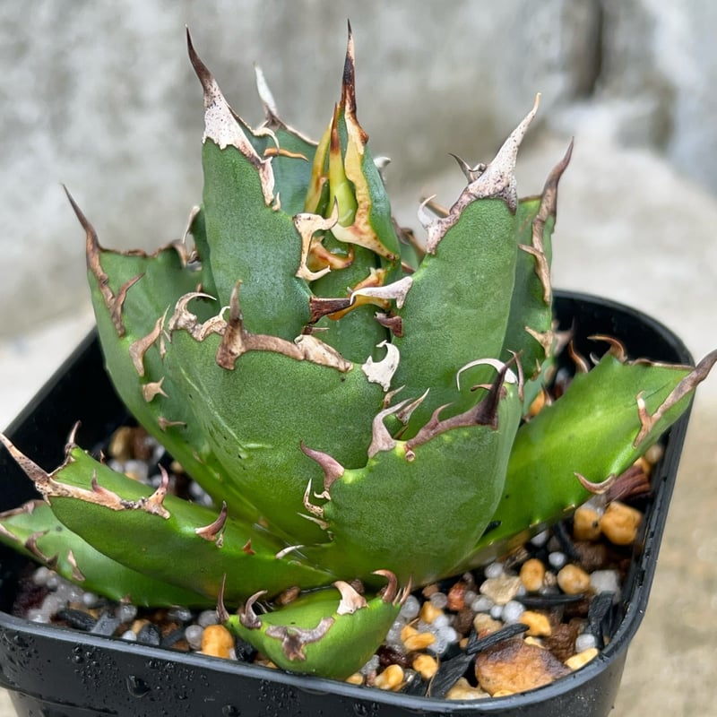 アガベ チタノタ　Ghost Claw 鬼爪 アガベ・チタノタ 鬼爪｜agave titanota ghost claw | Plus_Pl
