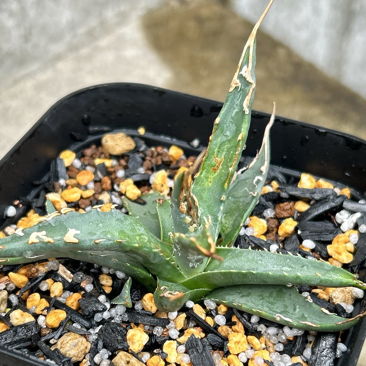 BMP産）アガベ ユタエンシス エボリスピナ 子株 Agave utahensis ebor