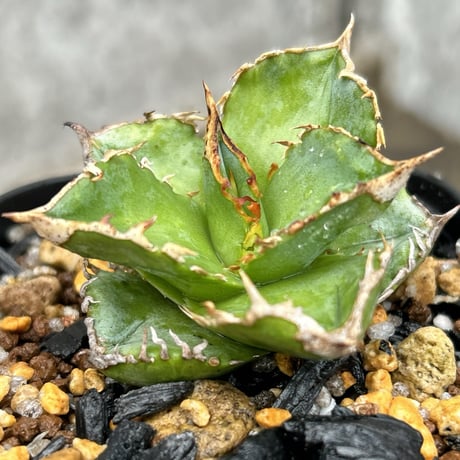 チタノタ | STORES