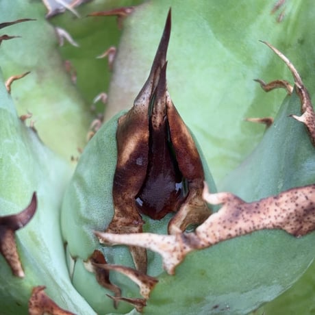 アガベオテロイオアハカ 子株付き Agave oteroi “Oaxaca”鉢付き発送