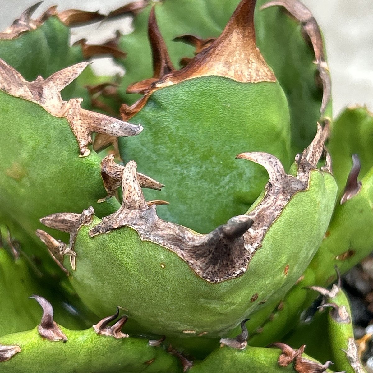 アガベ チタノタ 翼竜 プテラノドン Agave titanota Pteranodon