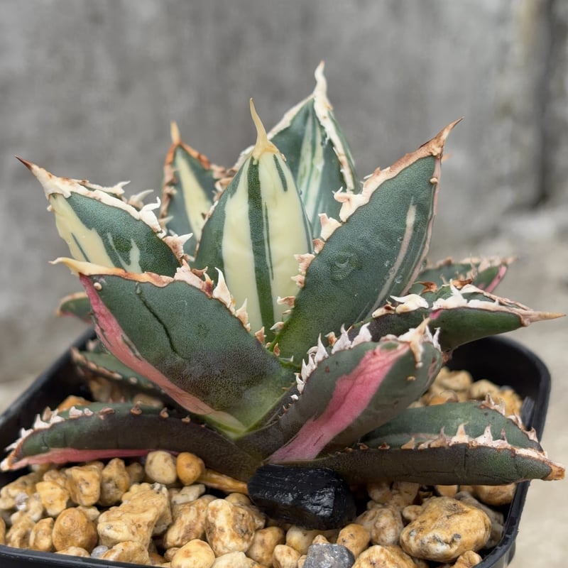 アガベ チタノタ 狼人錦 中斑錦 Agave titanota were wolf White