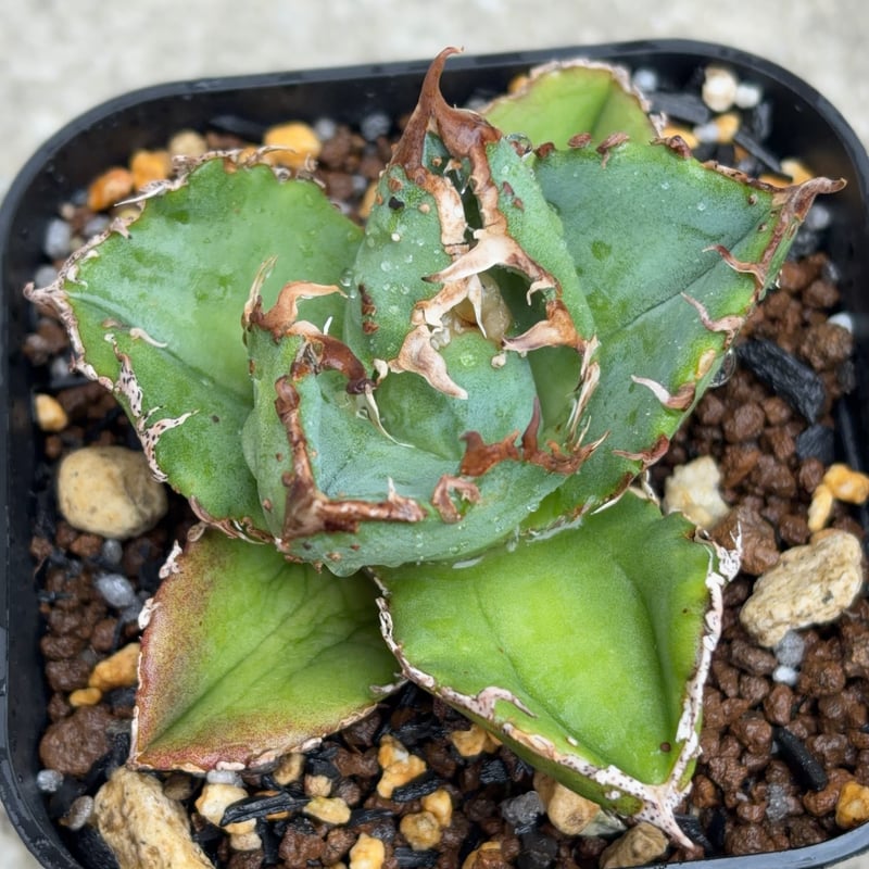 アガベチタノタ蚩尤 Agave titanota chiyou 鉢付き発送 | black