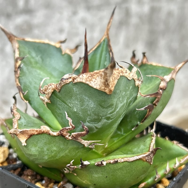 アガベチタノタ赤魔 agave titanota redghost 鉢付き発送 | blac