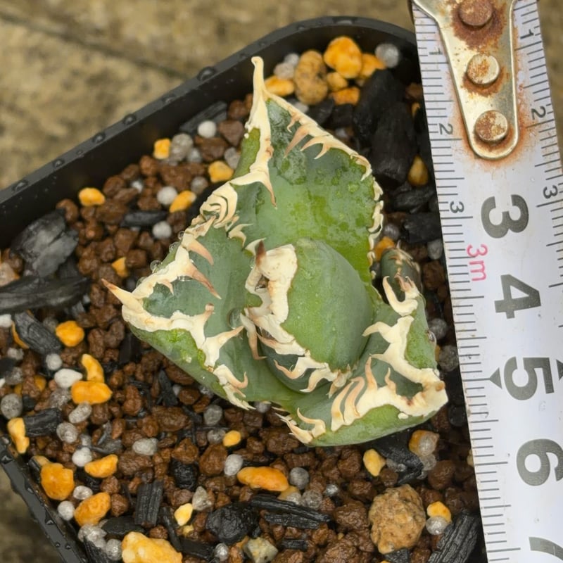 アガベ チタノタ 白豪棘 子株3付き Agave titanota byakugoushi鉢