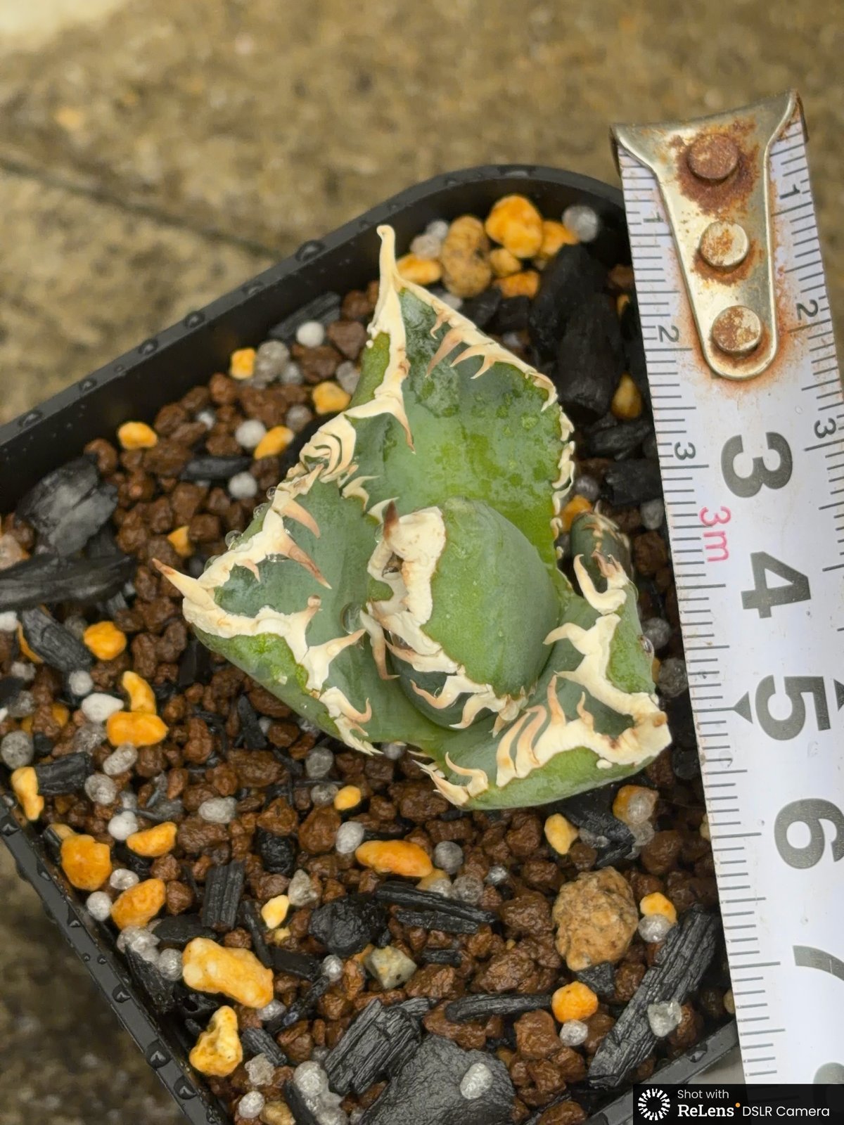 アガベ チタノタ 白豪棘 子株3付き Agave titanota byakugoushi鉢