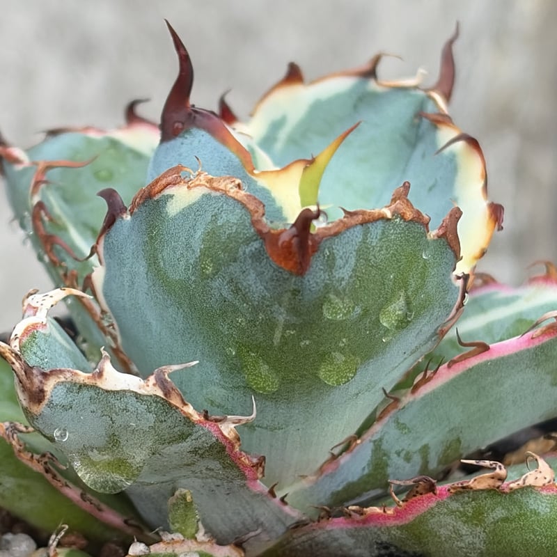 アガベ チタノタ ブラックアンドブルー 錦 白覆輪錦 Agave titanota Bla