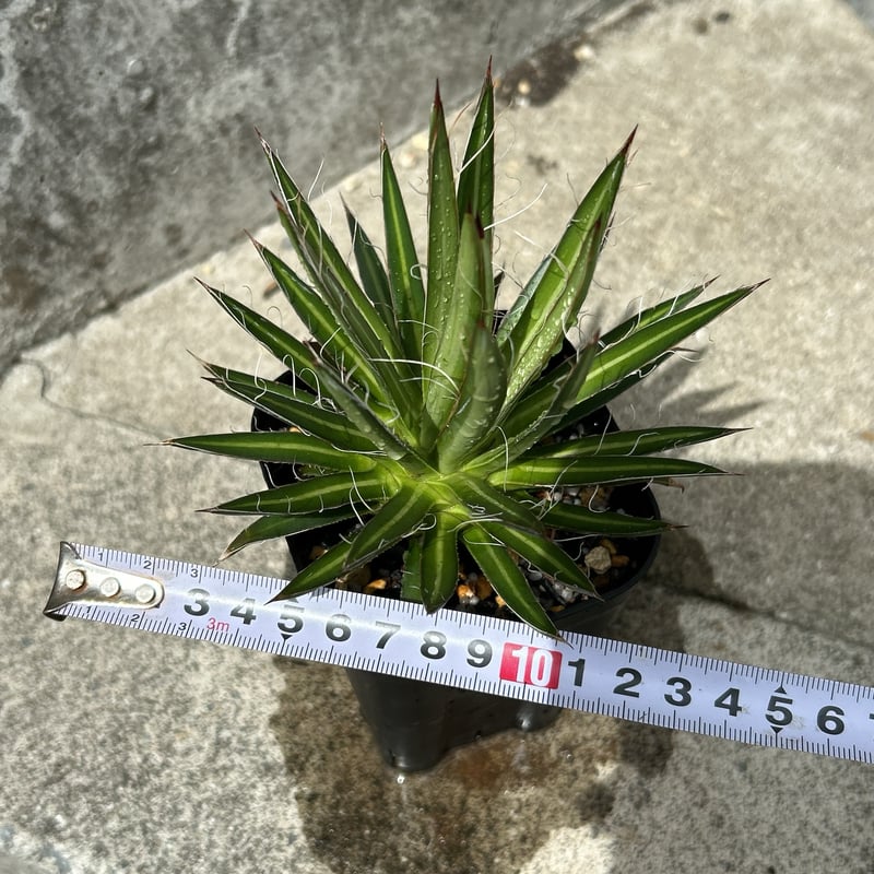 アガベ フィリフェラ 鉢ごと発送 アガベ フィリフェラ | KNOWLY OLD＆NEW