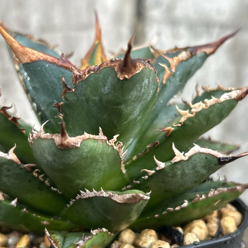アガベ チタノタ 海王 鉢付き発送 | blackmonster plants
