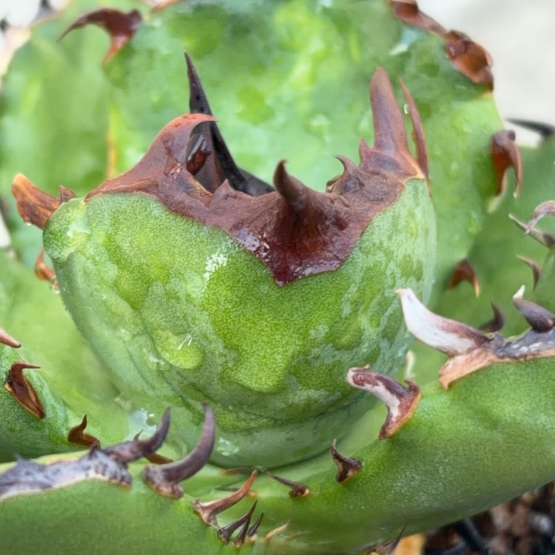アガベ チタノタ翼竜 Agave titanota Pteranodon 鉢付き発送 |