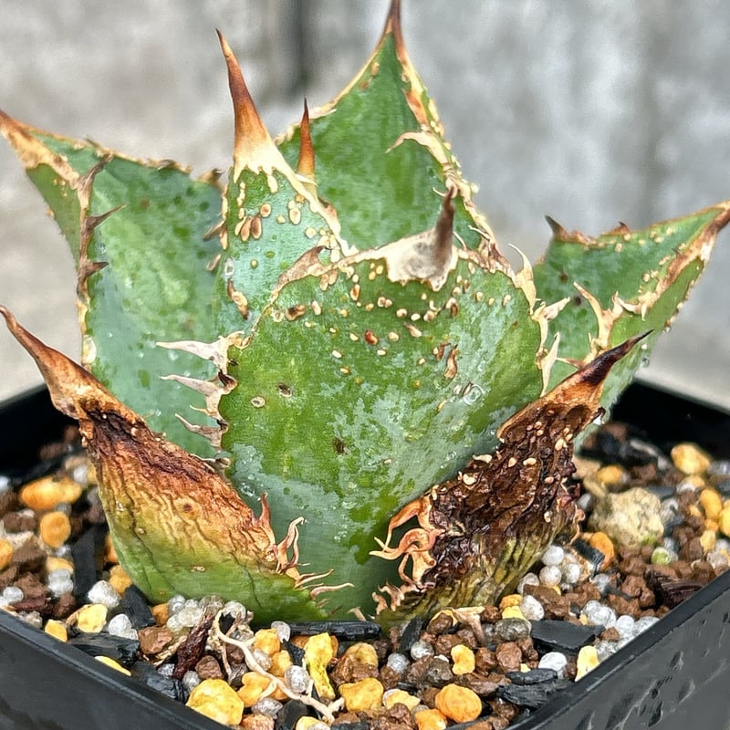 アガベチタノタ金蟾王 Agave titanota Golden Toad King 鉢付き発