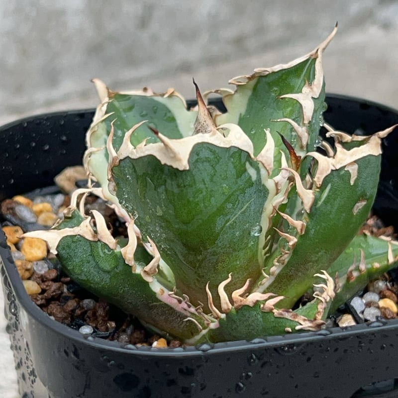 アガベ チタノタ 赤猫錦 レッドキャットウィーズル錦 アガベ チタノタ レッド キャットウィーズル（赤猫）033