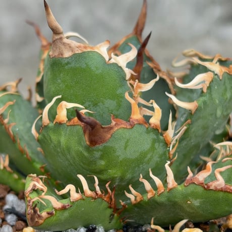 アガベオテロイオアハカ Agave oteroi “Oaxaca”鉢付き発送