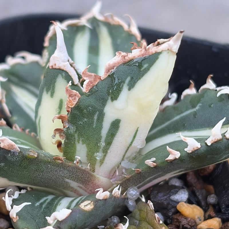 アガベチタノタ　狼人黄中斑　子株 アガベ チタノタ 