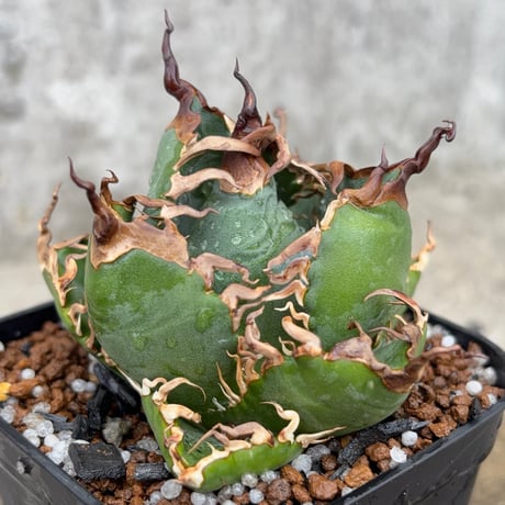 blackmonster plants